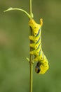 Lesser death`s head hawkmoth caterpillar Royalty Free Stock Photo