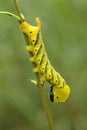 Lesser death`s head hawkmoth caterpillar Royalty Free Stock Photo
