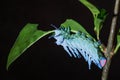 Lesser death`s head hawkmoth caterpillar