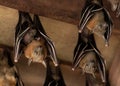 Lesser Dog-faced Fruit Bat, Cyneropterus brachyotis, Mother with juvenile Royalty Free Stock Photo