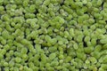 Lesser Duckweed (Lemna minor) Royalty Free Stock Photo