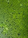 Lesser Duckweed, Natural Green Duckweed on The water for background and texture.