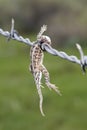 Lesser Earless Lizard Holbrookia maculata Impaled on Barbed Wire by a Shrike