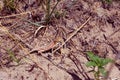 Lesser Earless Lizard 58712