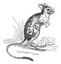 Lesser Egyptian Jerboa or Jaculus jaculus vintage engraving Royalty Free Stock Photo
