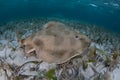 Lesser Electric Ray Royalty Free Stock Photo