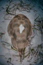 Lesser Electric Ray on Seafloor Royalty Free Stock Photo