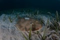 Lesser Electric Ray in Seagrass