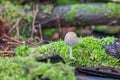 Lesser felt ink fungus, Coprinellus xanthothrix, in focus