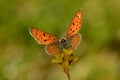 Lesser fiery copper butterfly