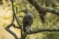 Lesser Fish Eagle or Haliaeetus humilis portrait perched in natural green background at dhikala zone of jim corbett national park