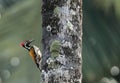 Lesser Flameback or Black Rumped Flameback Woodpecker, Dinopium benghalense, Karkala, Mangalore Royalty Free Stock Photo