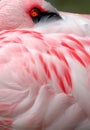 Lesser flamingo 004 2