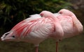 Lesser flamingo 005 Royalty Free Stock Photo
