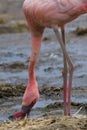 Lesser Flamingo Royalty Free Stock Photo