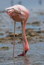 Lesser Flamingo Royalty Free Stock Photo