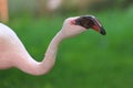 Lesser flamingo Royalty Free Stock Photo