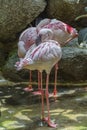 Lesser flamingo bird Royalty Free Stock Photo