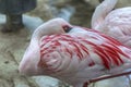 Lesser flamingo bird Royalty Free Stock Photo