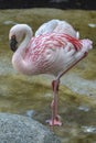 Lesser flamingo bird Royalty Free Stock Photo