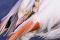 Lesser flamingo cleaning its feathers Royalty Free Stock Photo