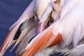 Lesser flamingo cleaning its feathers Royalty Free Stock Photo