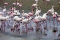 Lesser flamingo colony and Rosa Flamingo in Walvisbaai, Namibia Royalty Free Stock Photo