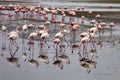 Lesser flamingo colony and Rosa Flamingo in Walvisbaai, Namibia Royalty Free Stock Photo