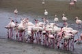 Lesser flamingo colony and Rosa Flamingo in Walvisbaai, Namibia Royalty Free Stock Photo