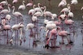 Lesser flamingo colony and Rosa Flamingo in Walvisbaai, Namibia Royalty Free Stock Photo