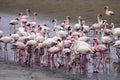 Lesser flamingo colony and Rosa Flamingo in Walvisbaai, Namibia Royalty Free Stock Photo