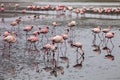 Lesser flamingo colony and Rosa Flamingo in Walvisbaai, Namibia Royalty Free Stock Photo