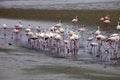 Lesser flamingo colony and Rosa Flamingo in Walvisbaai, Namibia Royalty Free Stock Photo