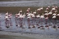 Lesser flamingo colony and Rosa Flamingo in Walvisbaai, Namibia Royalty Free Stock Photo