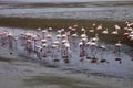 Lesser flamingo colony and Rosa Flamingo in Walvisbaai, Namibia Royalty Free Stock Photo