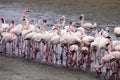 Lesser flamingo colony and Rosa Flamingo in Walvisbaai, Namibia Royalty Free Stock Photo