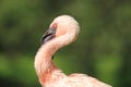 Lesser flamingo Royalty Free Stock Photo