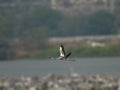 Lesser flamingo in flight over flock of flamingoes