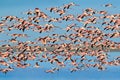 Lesser Flamingo flock group, Phoeniconaias minor, pink bird in blue water and sky. Wildlife scene from wild nature. Flock of Royalty Free Stock Photo