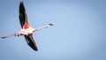 A Lesser Flamingo in a Gliding Flight