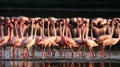 Lesser Flamingo Group