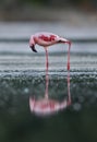 Lesser Flamingo, lake Bagoria, Kenya