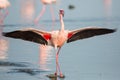 Lesser flamingo with open wings Royalty Free Stock Photo