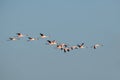 Lesser Flamingo - Phoeniconaias minor Royalty Free Stock Photo