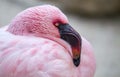 Lesser flamingo Phoeniconaias minor Royalty Free Stock Photo