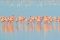 Lesser Flamingo, Phoeniconaias minor, flock of pink bird in the blue water. Wildlife scene from wild nature. Flock of flamingos