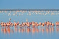 Lesser Flamingo, Phoeniconaias minor, flock of pink bird in the blue water. Wildlife scene from wild nature. Flock of flamingos Royalty Free Stock Photo