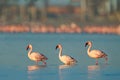 Lesser Flamingo, Phoeniconaias minor, flock of pink bird in the blue water. Wildlife scene from wild nature. Flock of flamingos Royalty Free Stock Photo