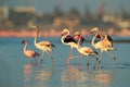 Lesser Flamingo, Phoeniconaias minor, flock of pink bird in the blue water. Wildlife scene from wild nature. Flock of flamingos Royalty Free Stock Photo