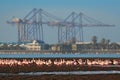 Lesser Flamingo, Phoeniconaias minor, flock of pink bird in the blue water. Wildlife scene from wild nature. Flock of flamingos Royalty Free Stock Photo